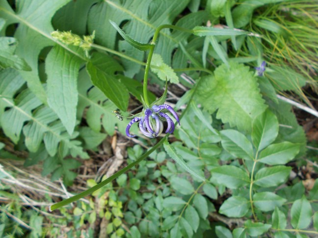 141_Phyteuma_orbiculare