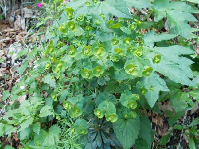 170_Euphorbia_amygdaloides