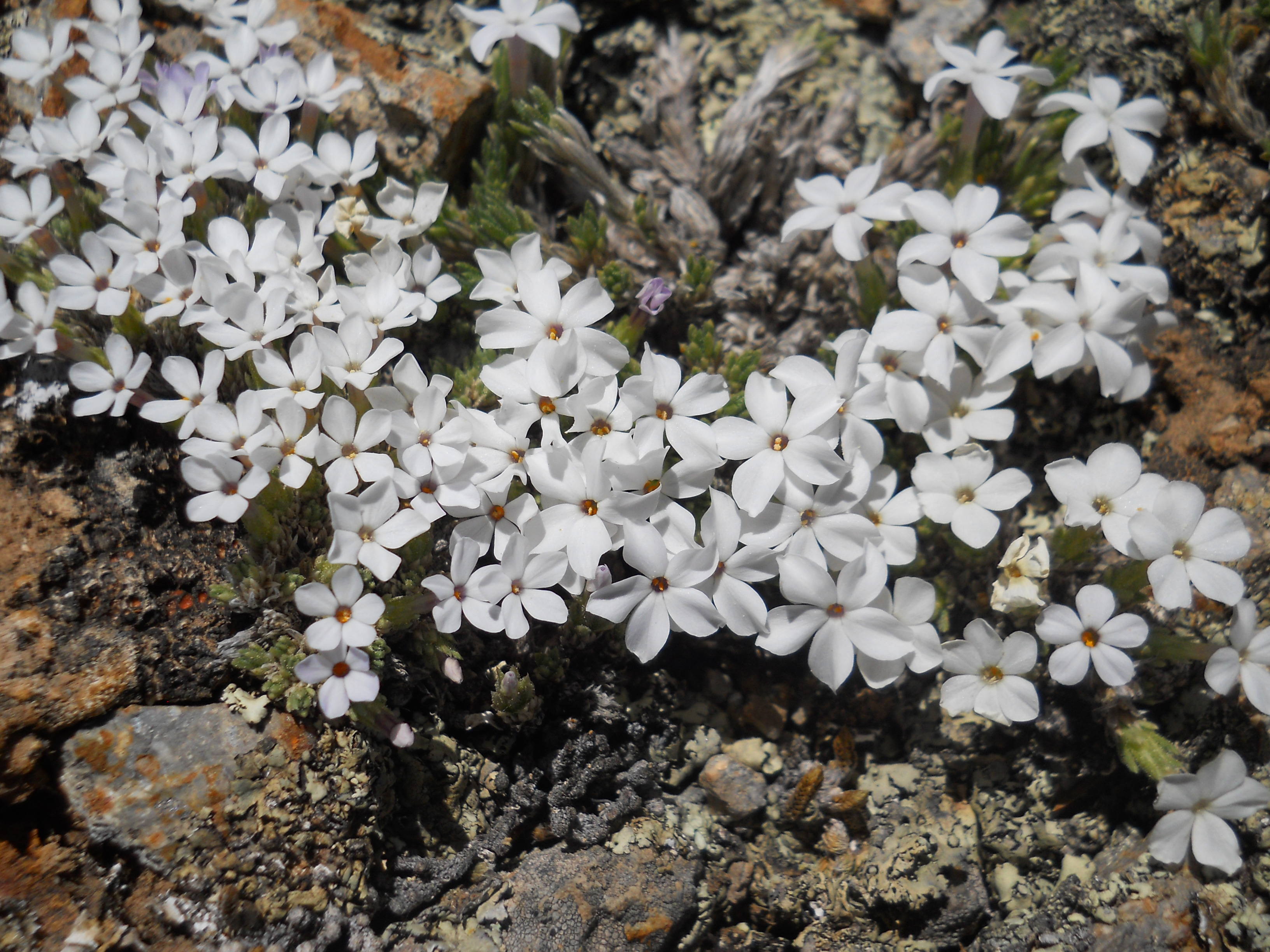 Phlox_condensata