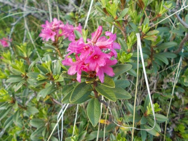 519_Rhododendron_ferrugineum