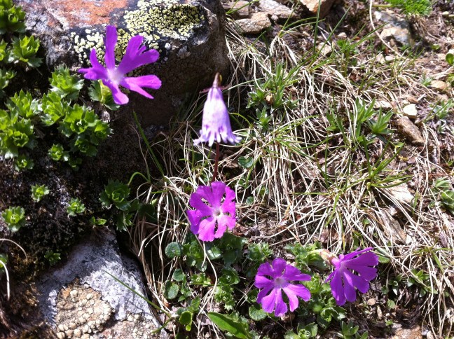 IMG_1069_Primula_minima